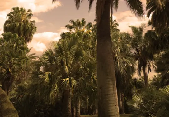 A landscape full of various types of palms in soft warm light.
